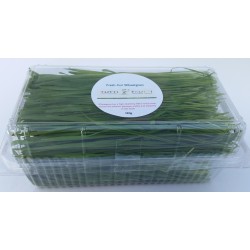 fresh-wheatgrass-cut-organic